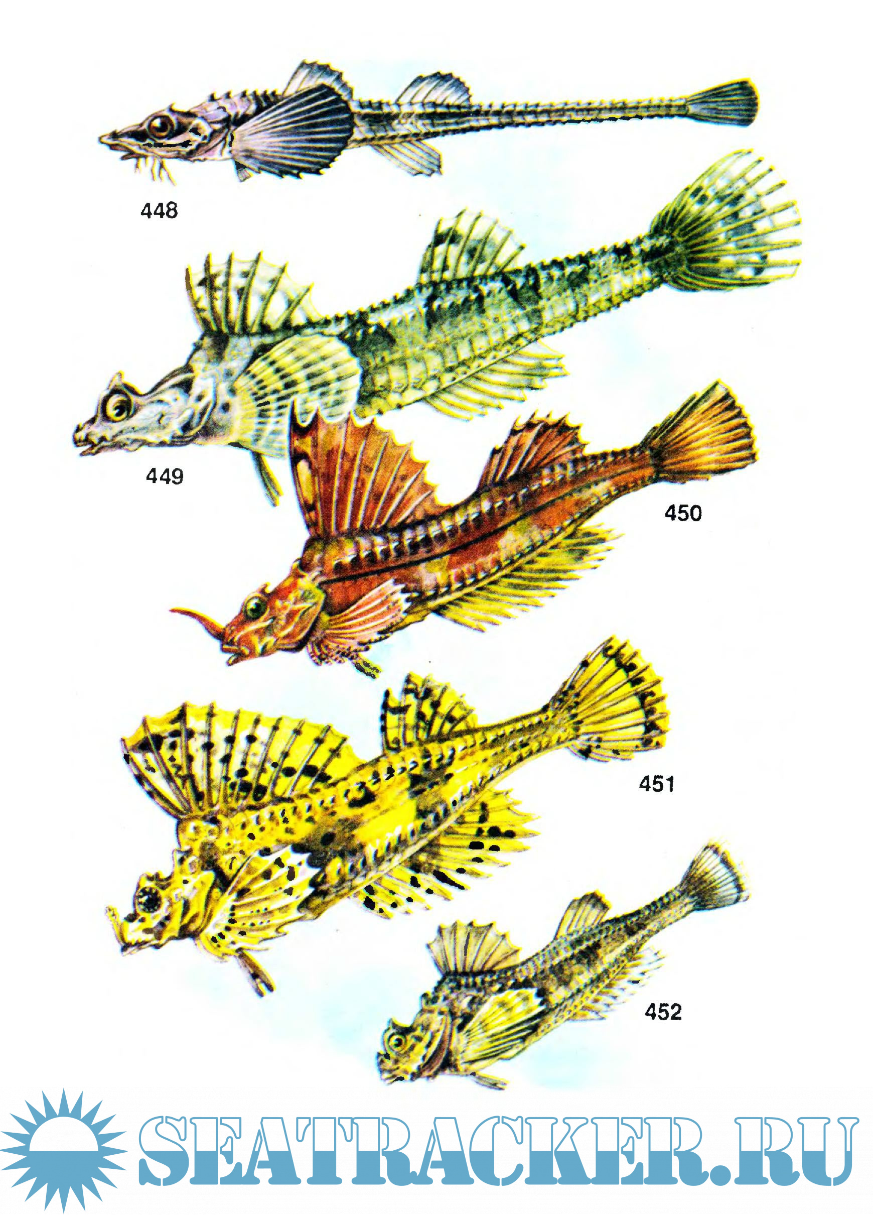 Атлас-определитель рыб - Н.А. Мягков [1994, PDF] › Marine Tracker
