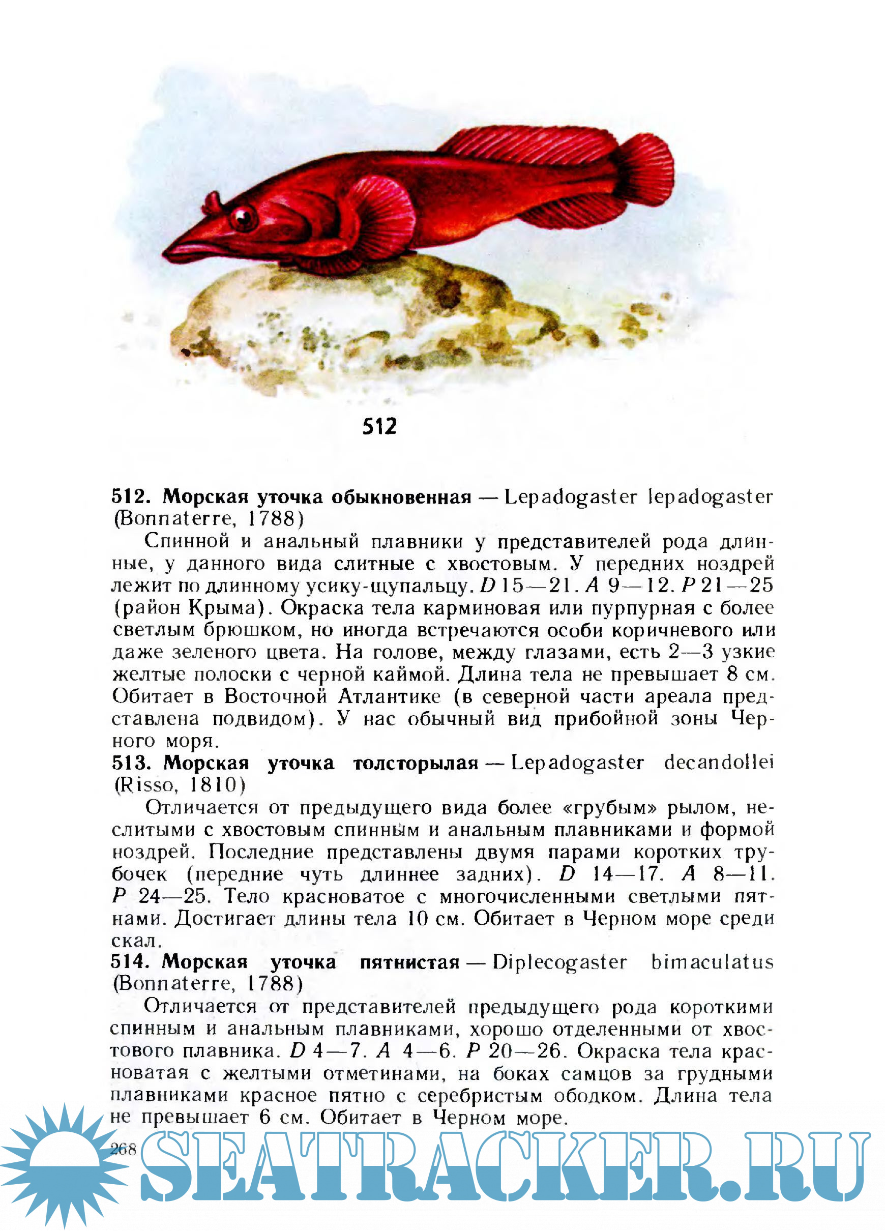 Атлас-определитель рыб - Н.А. Мягков [1994, PDF] › Marine Tracker