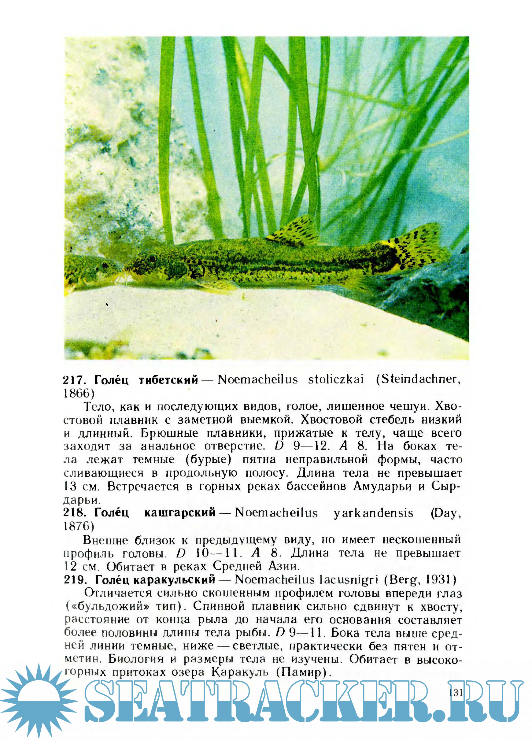 Атлас-определитель рыб - Н.А. Мягков [1994, PDF] › Marine Tracker